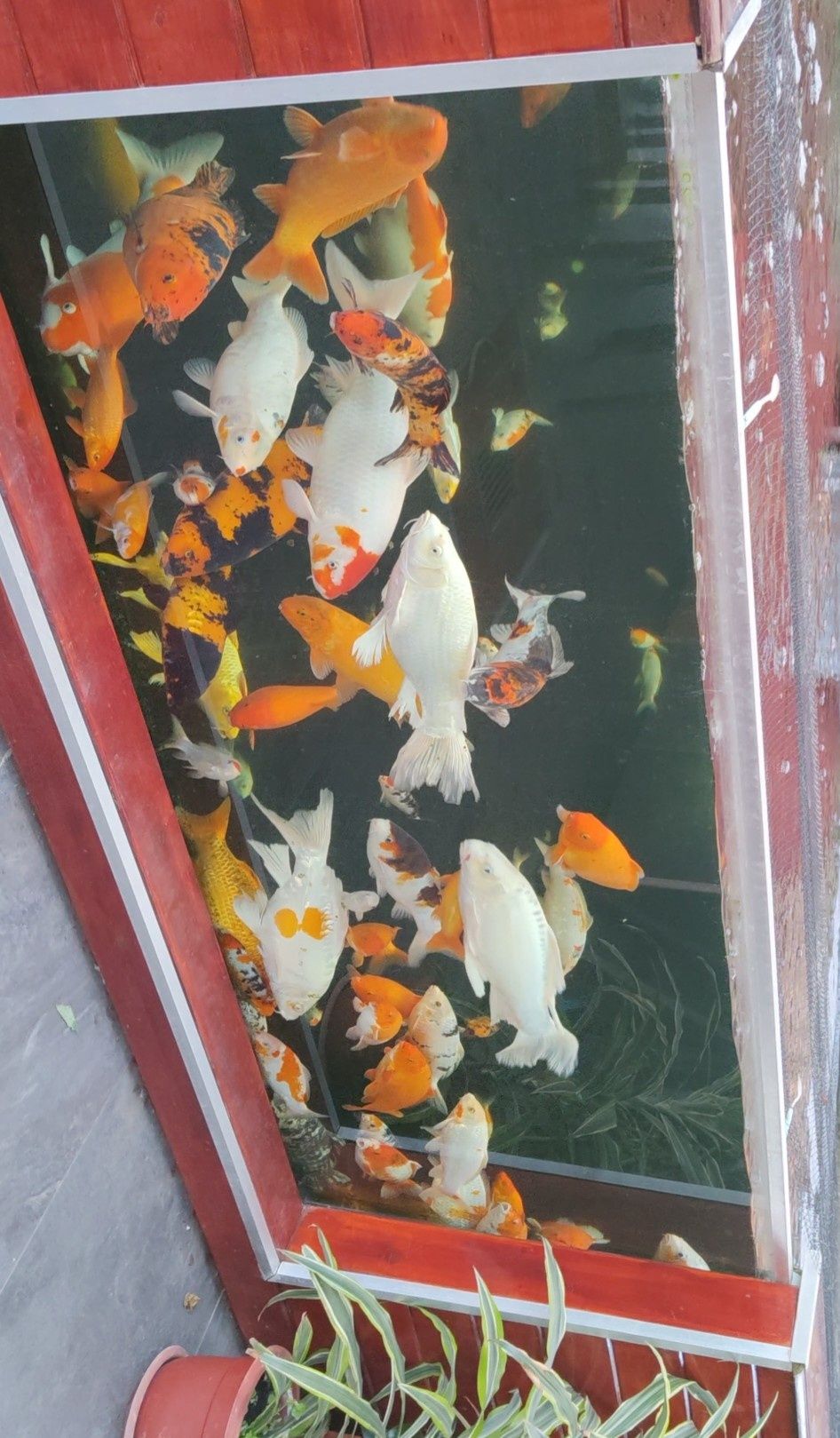 Crap Koi mai multe mărimi 50 cm +