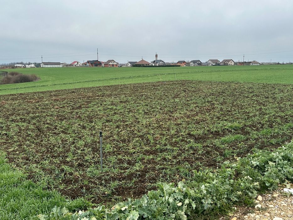 Teren în Livadă de Bihor