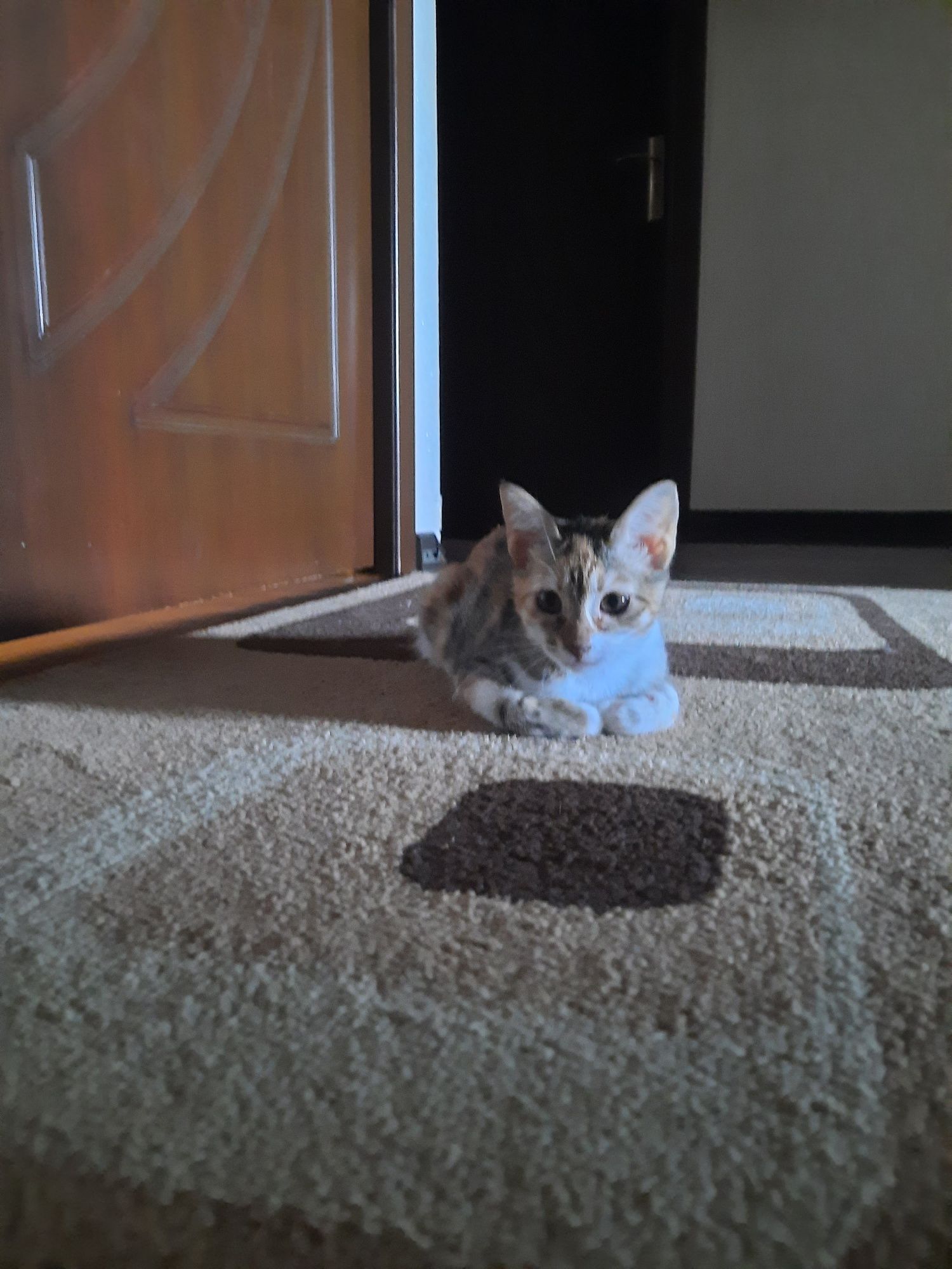 Котёнок 4 месяца