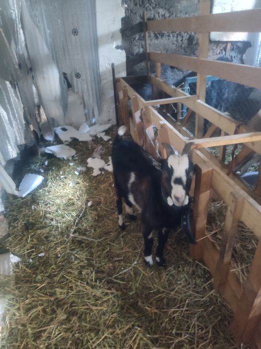 Продаем козла и козлика