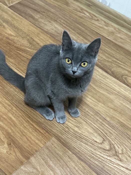 отдам в хорошие руки