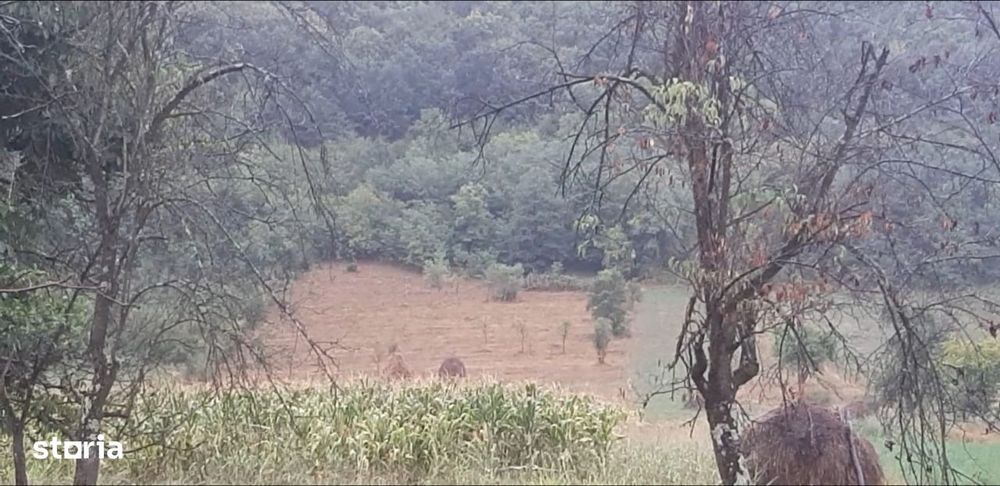 Vand teren intravilan foarte mare Loc. Buceava, Com. Gurahont 6700 m2.