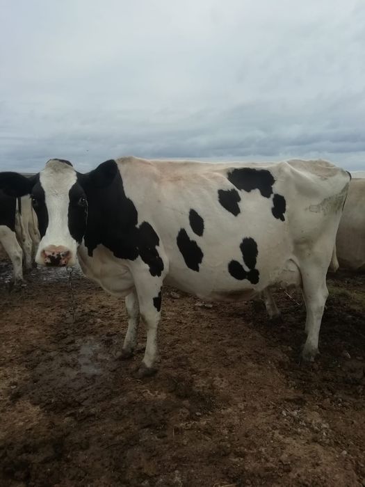 Vând vitei și vaci Holstein