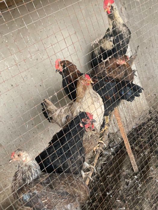 Tovuq xoʻrozlar sotiladi