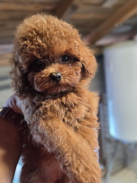 Пудел той момиче с документ за произход