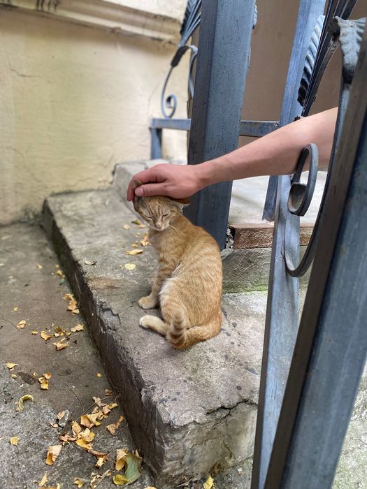 Отдам в добрые руки