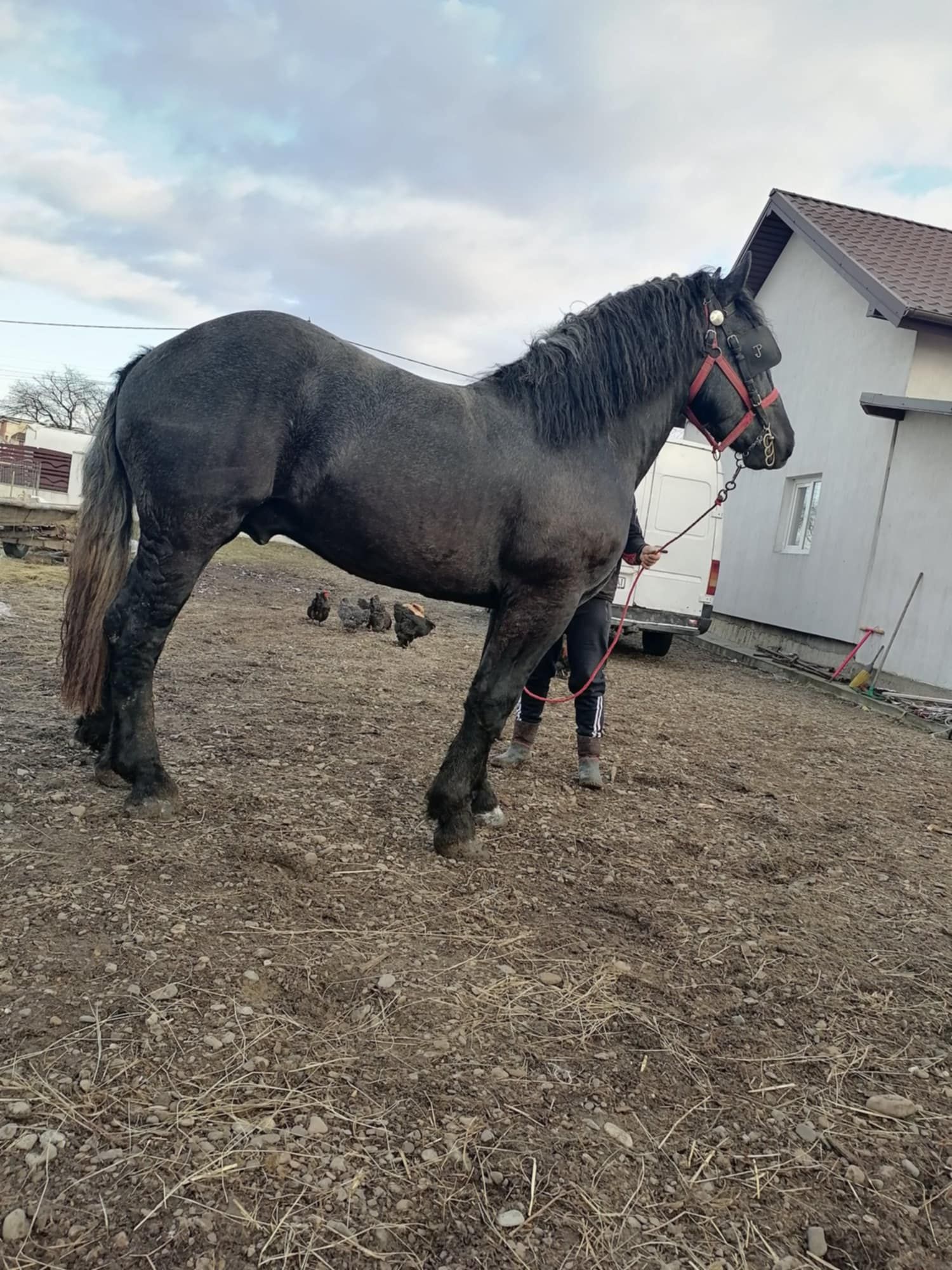 Armasar percheron pentru monta