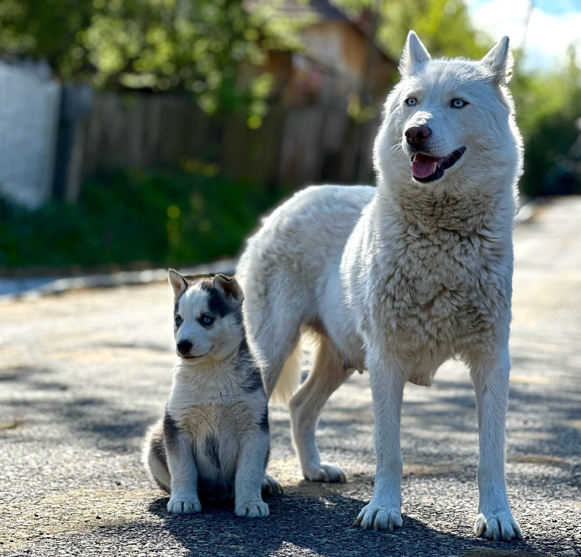 Pui Husky siberian-mascul!