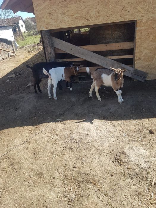 Vând Capre/ied/Tap/iezi/Capra