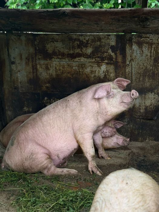 Продам  Свиней живых