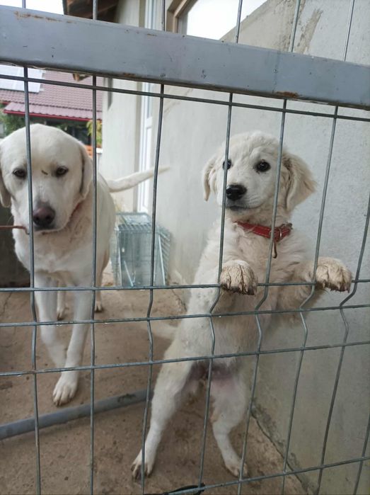 Căței spre adopție