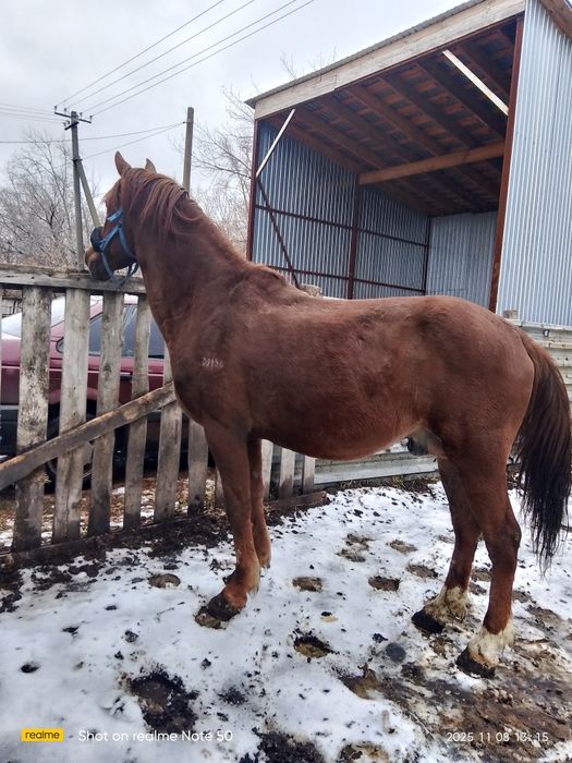 Продам жеребца 8 лет срочно