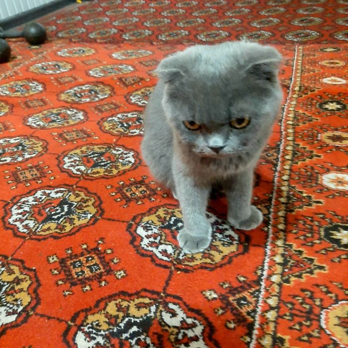 Scottish Fold, sotiladi!