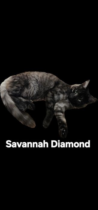 Котик и кошечка подростки саванна ф6 кастрированные