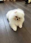 Vând pomeranian 3 luni