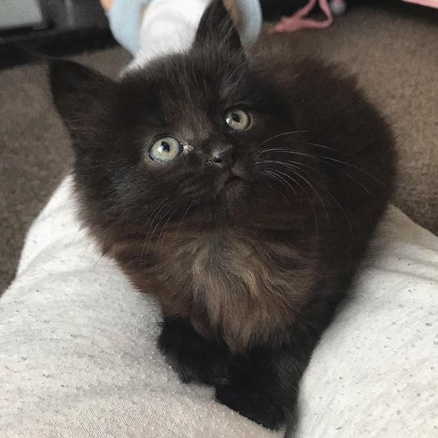 Norvegiana de Padure mascul