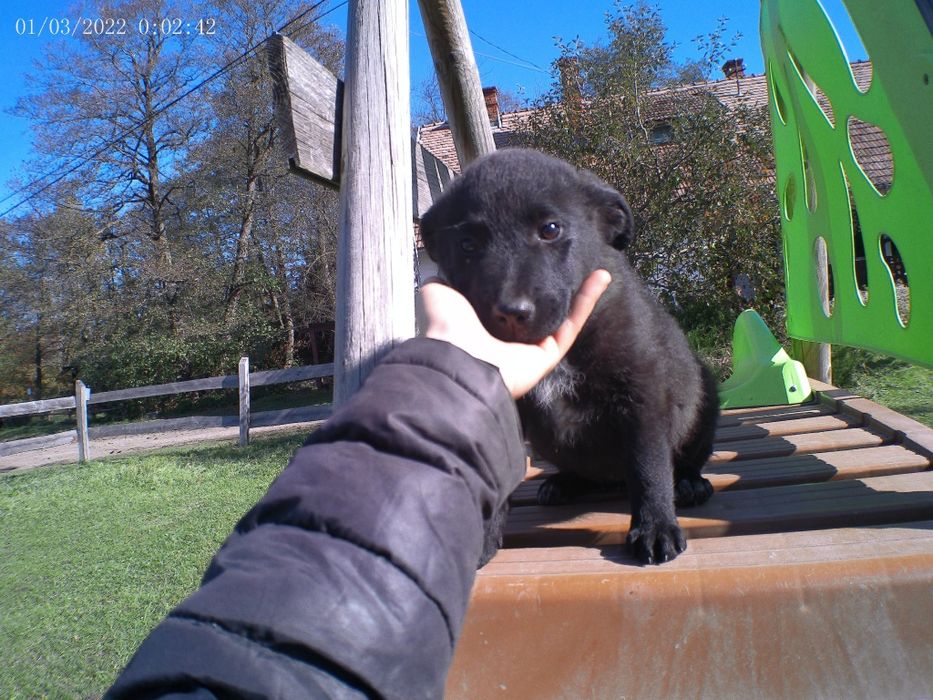 Căței metis,1 băiat, 2 fete