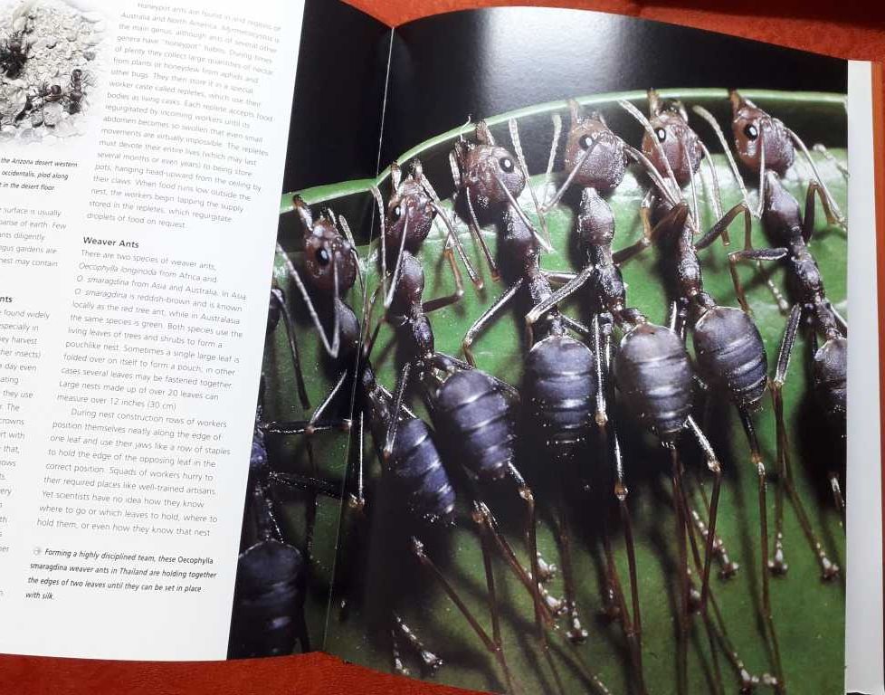 Enciclopedia insectelor si paianjenilor, format 25/20cm, volum nou