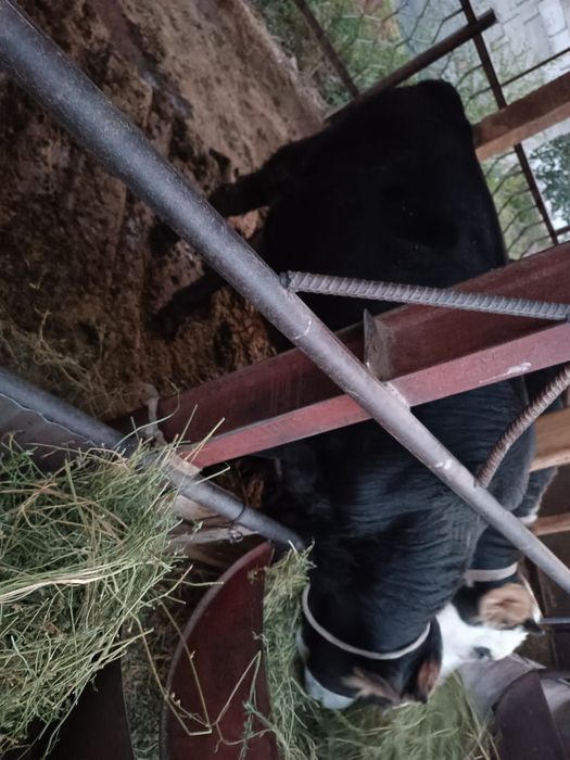 Бычоктар сатылады