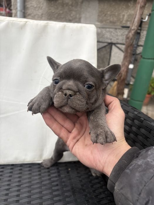 Френски Булдоци сини и блу тен