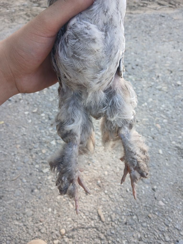 Vând cocoșel de brahma