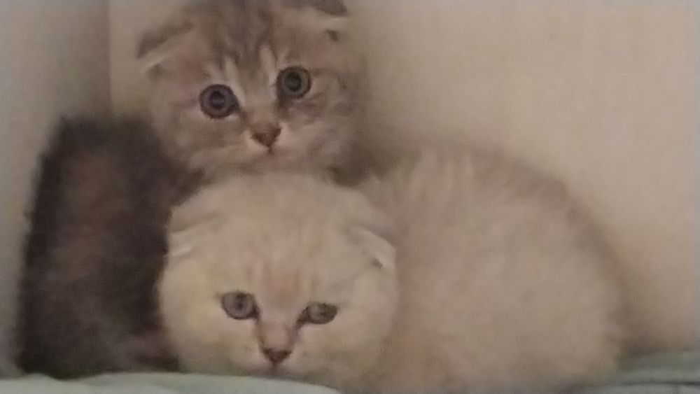 Щиншила котята красавицалар