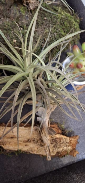 Plante aeriene tillandsia urticulata