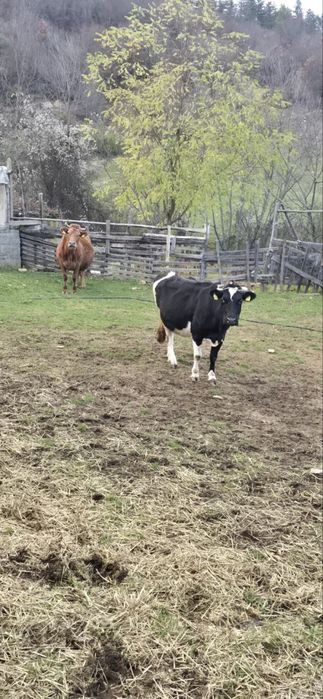 Млечни крави подбрани