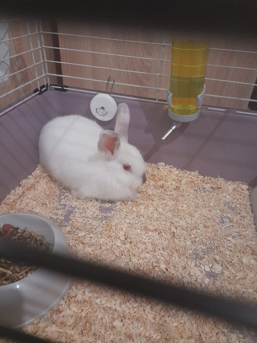 Vând iepure de casă cu tot cu cușcă