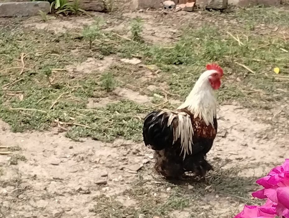 Păsări de vânzare- rațe românești cu moț