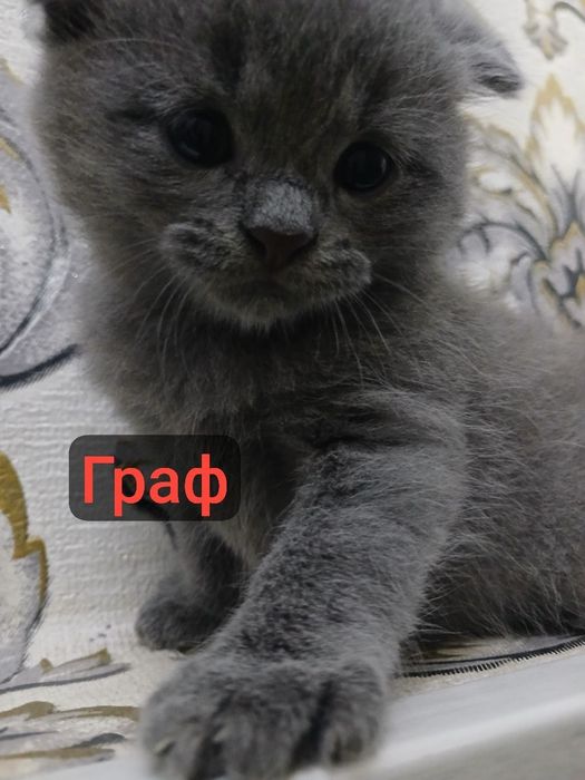 Мушучаларимга бром очилди