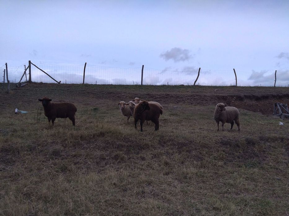 Turmă de oi țigaie ruginie și țigaie neagră