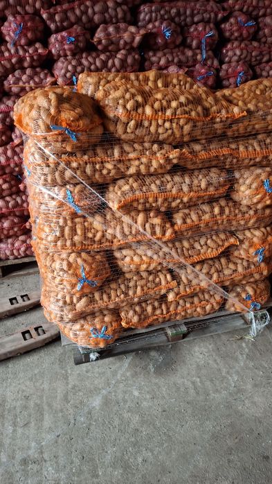 Cartofii de sămânță elită