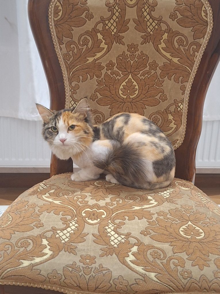 Отдаю кошку бесплатно