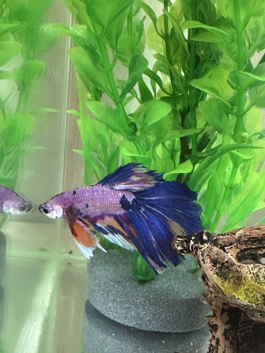 Pesti betta rari : koi,nemo,plakat.veiltail,shortfin,marble,halfmoon