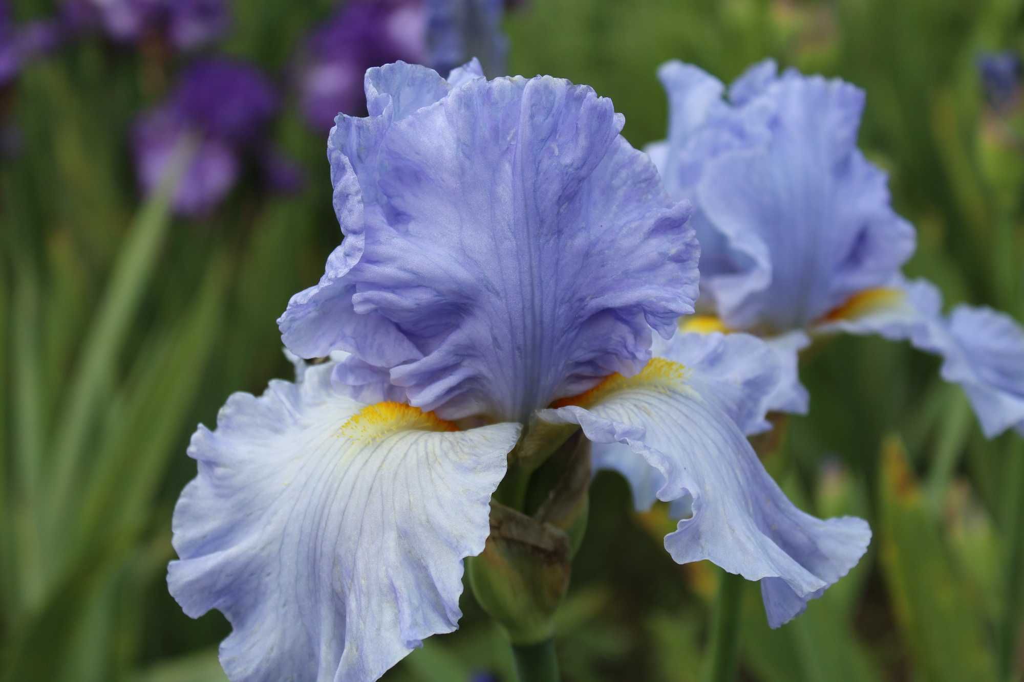 Сортови   ириси (iris beadrded)
