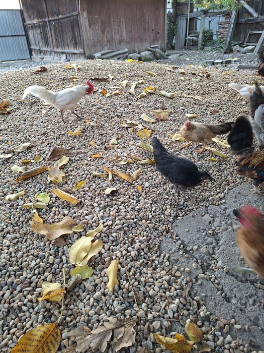 Vand 10 gainuse de iopan