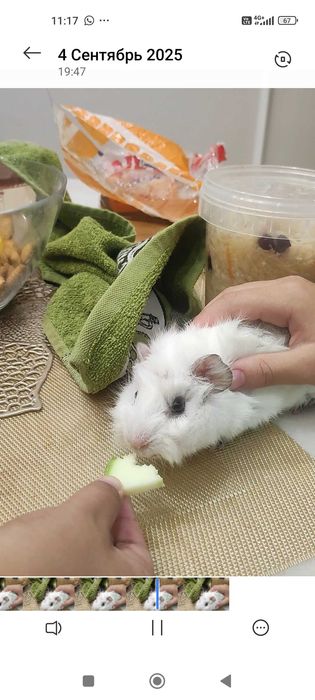 Отдам даром морскую свинку