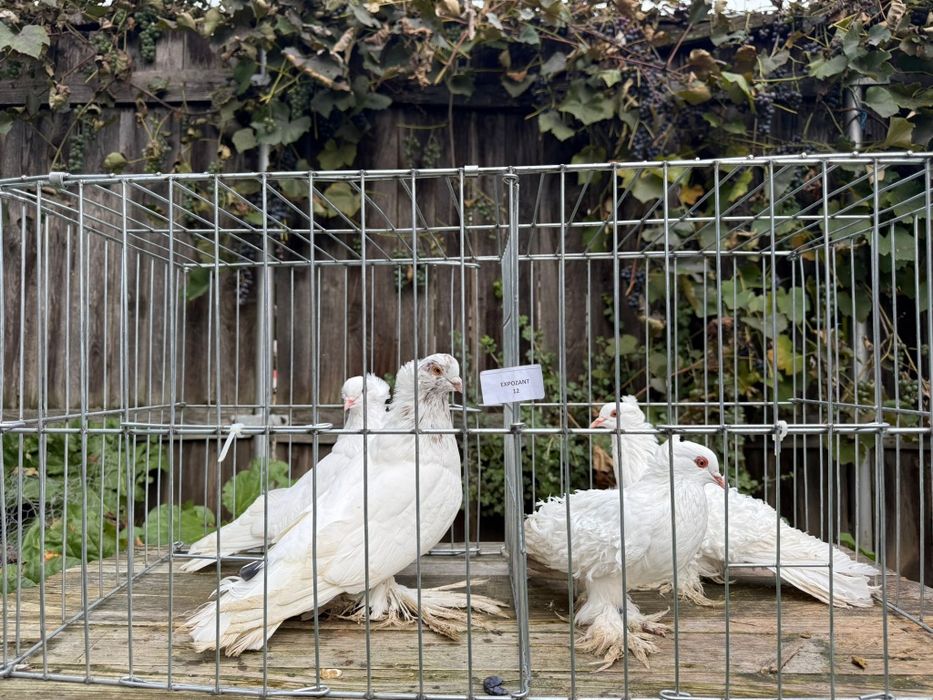 SUPER PREȚ!
Uriași maghiari-200
Maria stuard-400
creti-300
femela gușa