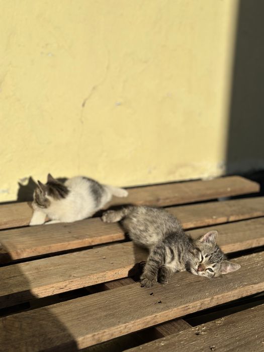 pisoi pentru adoptie