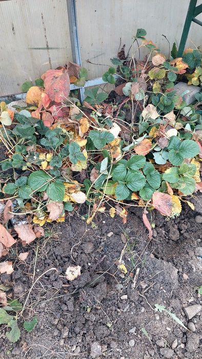 Plante/stoloni de căpșuni