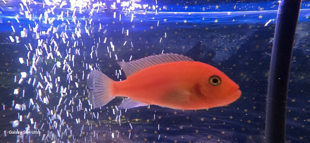 Ciclide Africane Malawi & Tanganyika