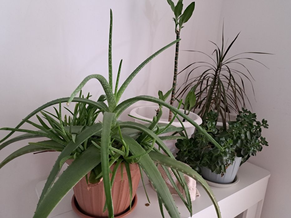 Цветы комнатные (драцена 2 видов)