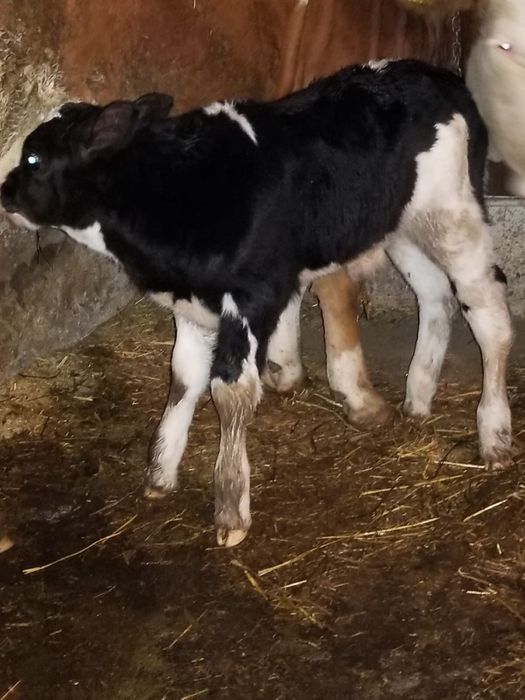 Tauras baltat pe negru foarte frumos