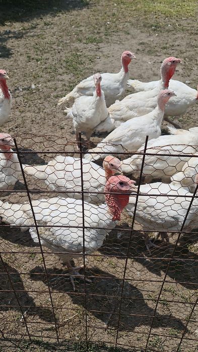 Curcani și curci albe rasă grea