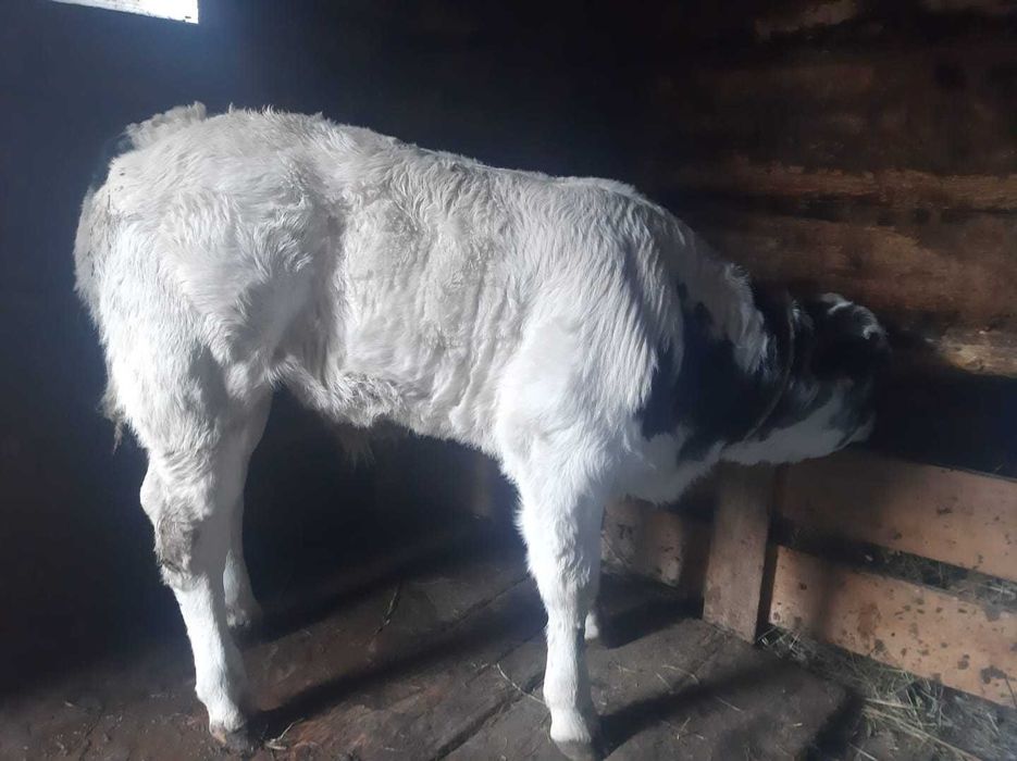 Vaca si vițel de vânzare