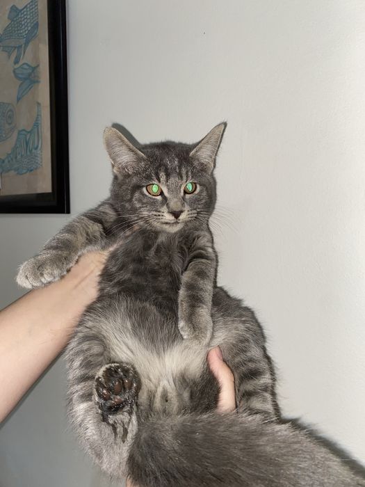 Котёнок. Отдам в любящие руки.