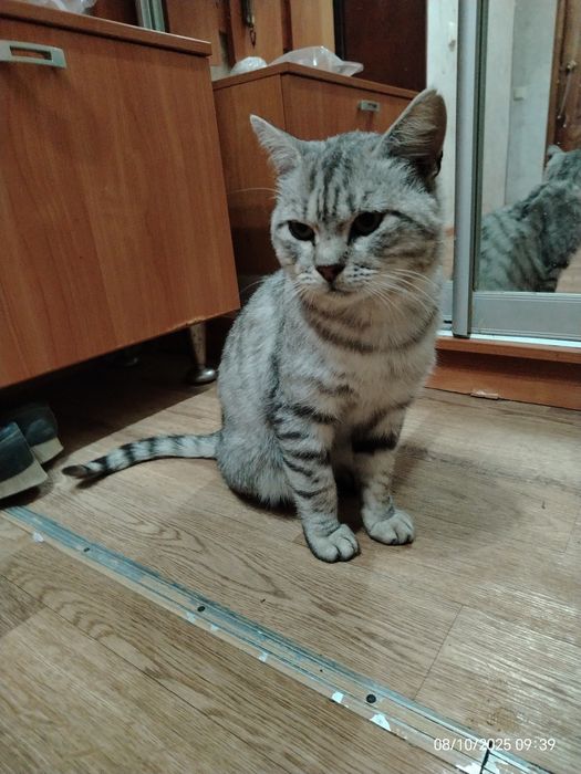 Шотландец кот красавец ищет дом и любящую семью.
