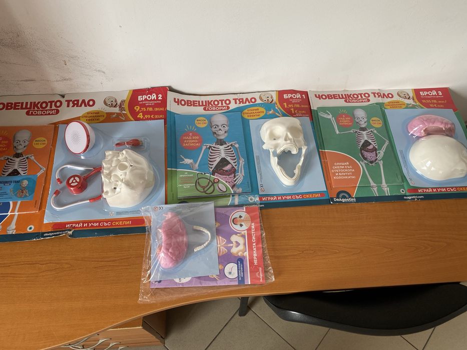 Човешкото тяло-поредца