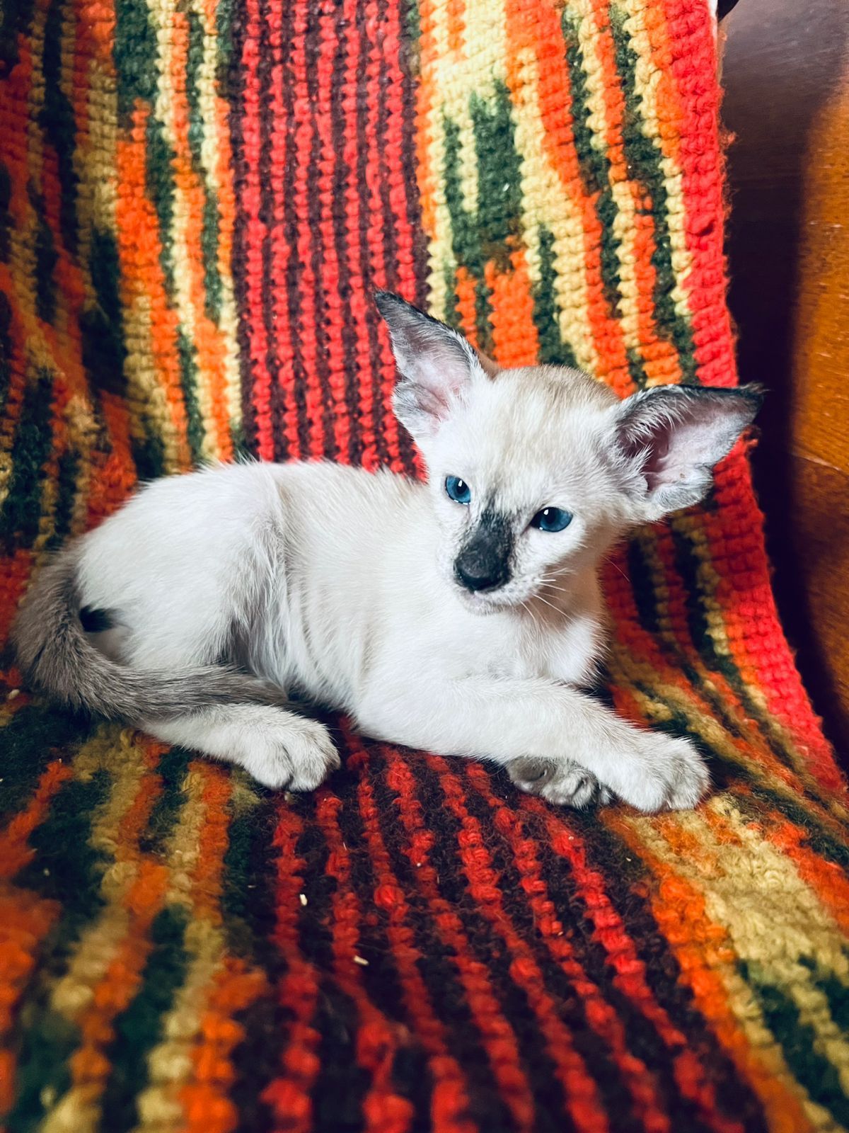 Ориентальные котята